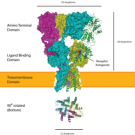 AMPA-type glutamate receptors are responsible for fast synaptic transmission in the brain. (Wikipedia image)