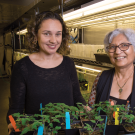 College of Biological Sciences Associate Professor Siobhan Brady and Professor Neelima Sinha in the Department of Plant Biology research and refine successful plant traits.  David Slipher