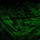 Fly in a convection cell chamber