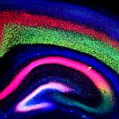 mouse cortex