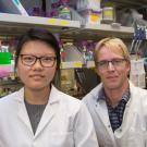 Sharon Lee, a Biochemistry, Molecular, Cellular and Developmental Biology graduate student, and Mark Huising, associate professor of neurobiology, physiology and behavior, study the cellular mechanisms of diabetes. David Slipher/UC Davis