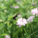 A bumblebee flies near a flower