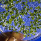 Arabidopsis thaliana plant specimen