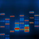 DNA Profile. Micah Baldwin