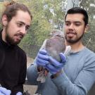Undergraduates Tanner Feustel and Brandon Nava Ultreras examine and document the health status of a pigeon as part of research for the Rebecca Calisi Lab. David Slipher/UC Davis