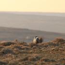 To attract females on the mating grounds, male sage-grouse employ complex courtship displays that scientists study to understand the vast diversity in animal behavior. (Getty Images)