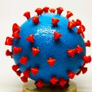 coronavirus-college-of-biological-sciences-uc-davis