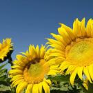 Sunflower against blue sky
