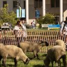 Students stand behind a temporary fence watching a small flock of sheep grazing on a campus lawn.