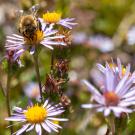 Close-up of a bee pollinating a vibrant purple aster flower, surrounded by several other asters in bloom, with a blurred natural background of greenery and more scattered flowers.