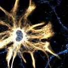 Image of neurons from the hippocampus in blue and white