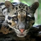 Cloud leopard
