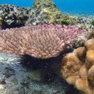 Coral reef