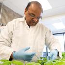 Savithramma Dinesh-Kumar, a professor and chair in the Department of Plant Biology, has identified a novel fungicide that prevents fungal infections in a variety of plants including the tobacco plant (Nicotiana benthamiana), pictured here. (Sasha Bakhter / UC Davis)