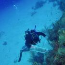 Diver under water next to coral reef
