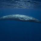 Image of large whale underwater