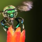 Green orchid bee