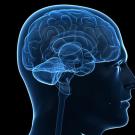 A side-view digital illustration of a human head showing a translucent profile with an anatomically detailed brain highlighted in blue against a black background.