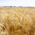 Wheat field