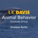 Ocean scene with a whale tail above water and overlaid text reading “UC Davis Animal Behavior Graduate Group Seminar Series.”