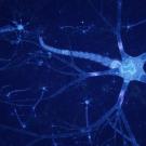 Neuron illustration