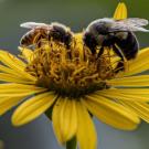 Two bees collecting nectar from a bright yellow flower with detailed petals and a soft green blurred background.