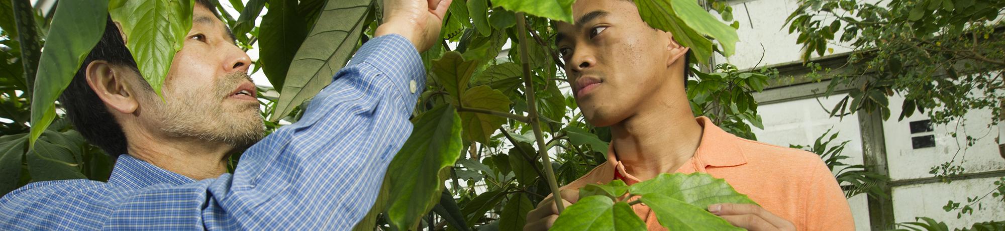 Student and faculty looking at a plant in a greenhouse