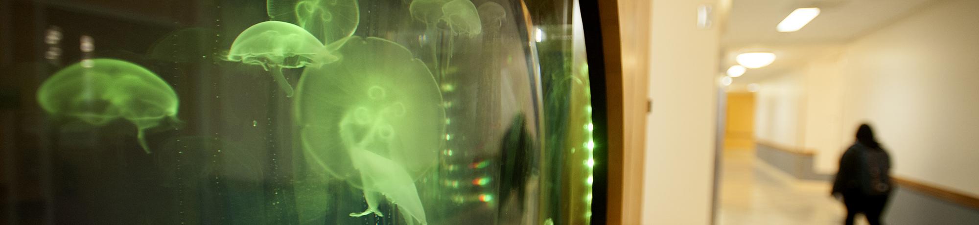 Hallway view of the moon jelly aquarium