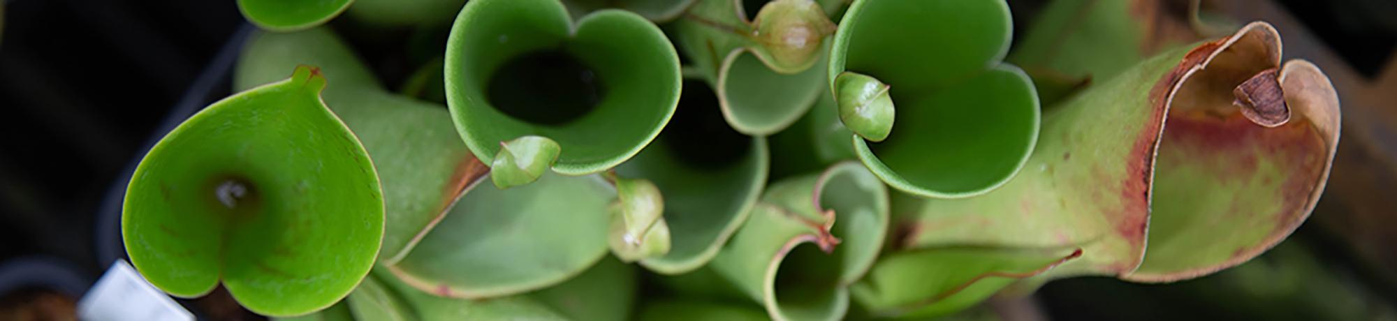 Closeup of tubular plants