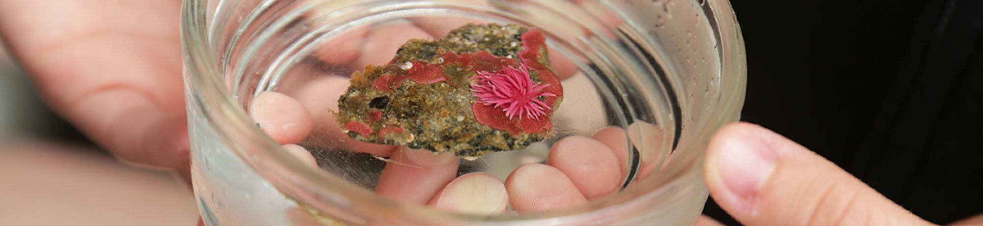 Closeup shot of a small anemone in glass dish