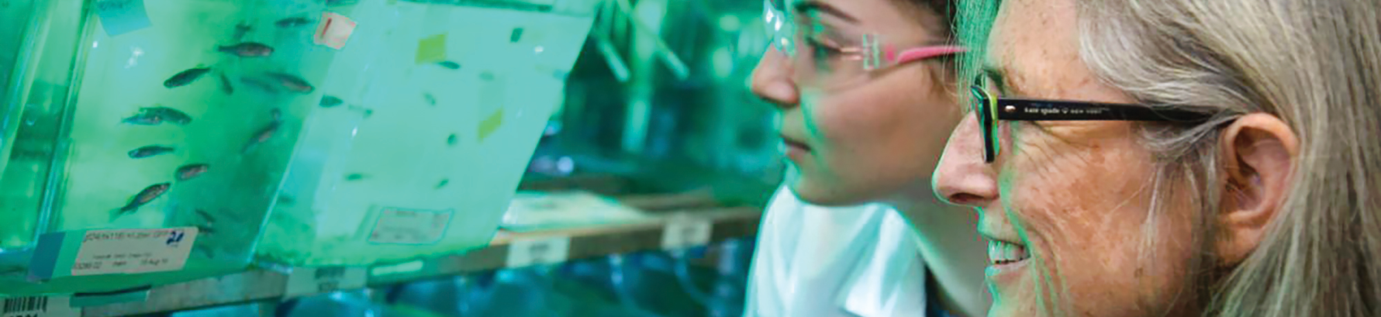 Researchers looking at zebrafish