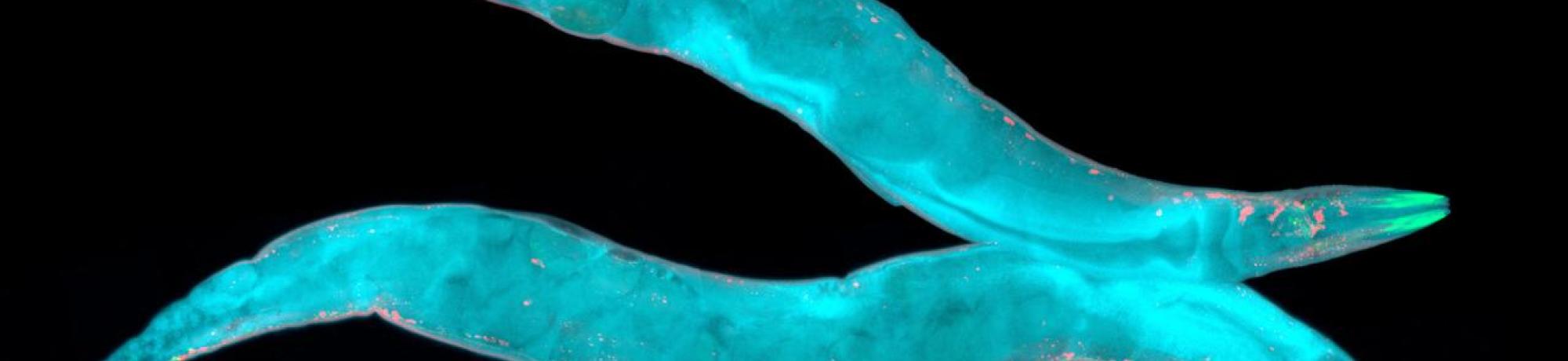 A fluorescent microscopy image of two glowing turquoise nematodes against a black background, with red-highlighted structures scattered throughout their bodies.